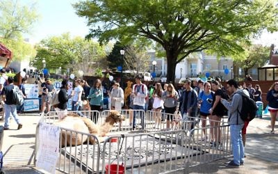 UGA’s Israel Fest features a real camel staying calm for photos. (Photo by Savannah Martin)