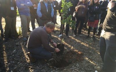 In one of the highlights of the community leadership mission to Israel, Eric Robbins prepares a tree for planting on Tu B’Shevat.