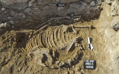 This is the sacrificed donkey as it was found. (Photo courtesy of Tell es-Safi/Gath Archaeological Project)