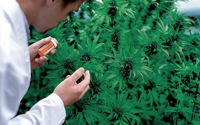Physician inspecting a marijuana plant before harvesting