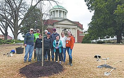 Members of The Temple are pleased with the tidy spot they secured for the memorial red maple along Peachtree Street.