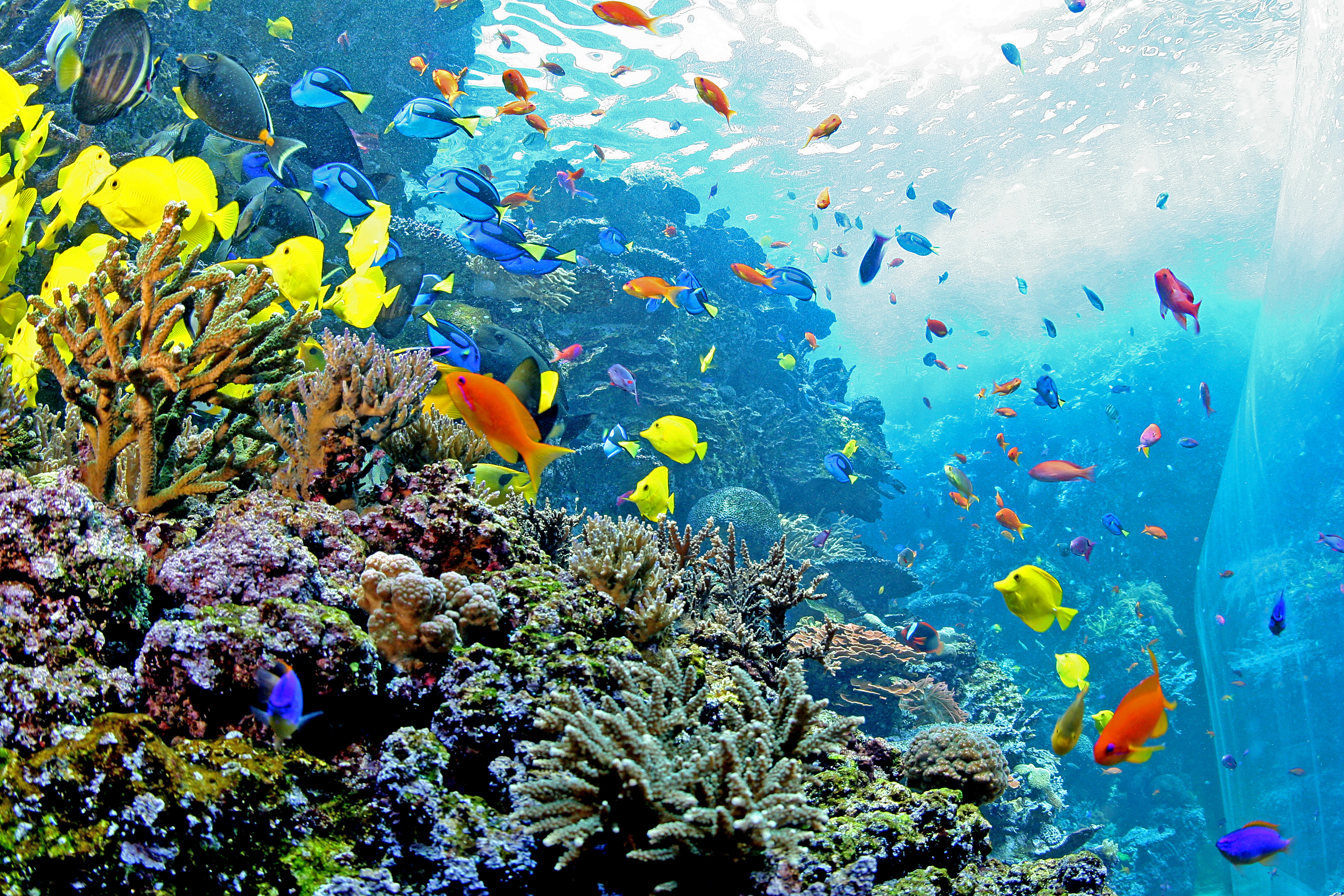Аквариум. Подводный мир аквариум. Рыбки для аквариума. Большой аквариум с рыбками.