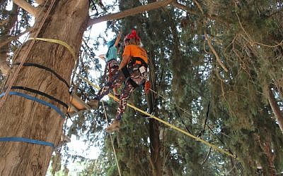 Photos by Yoav Devir, KKL-JNF // Treetop ropes course at Etgarim summer camp, KKL-JNF’s Tzipori Field and Forest Center.