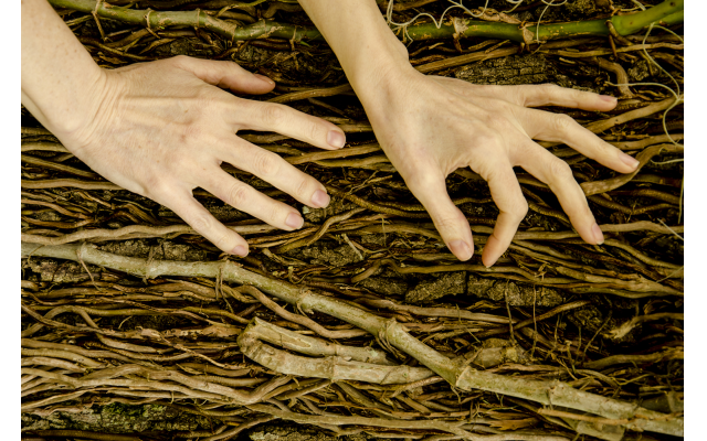 “Touching Roots,” photography by Susan Pelteson, questions the future of ancestral forests.