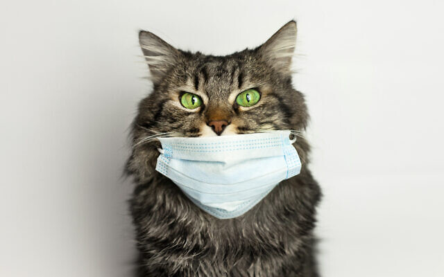 Cat wearing medical mask because of coronavirus or air pollution or virus epidemic in the city.