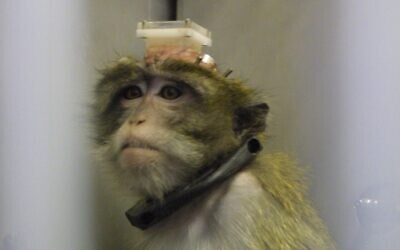 A monkey being used for experimentation in a laboratory at the Hadassh Ein Karem Hospital in Jerusalem, July 22, 2003. (Flash90)  