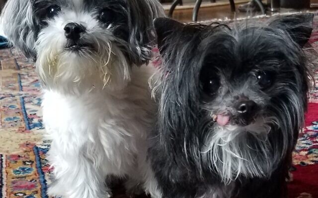 Angel and Winston - Barry of Roswell
10- and 13-year-old rescues