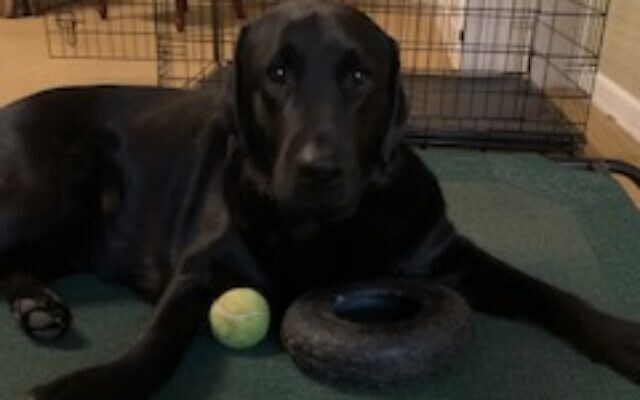 Ollie - Amy of Dunwoody
2.5-year-old Labrador retriever