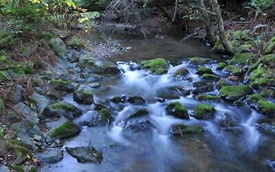 Photo by Rob Spaugh // A stream with moving water is a perfect setting for conducing Tashlich.