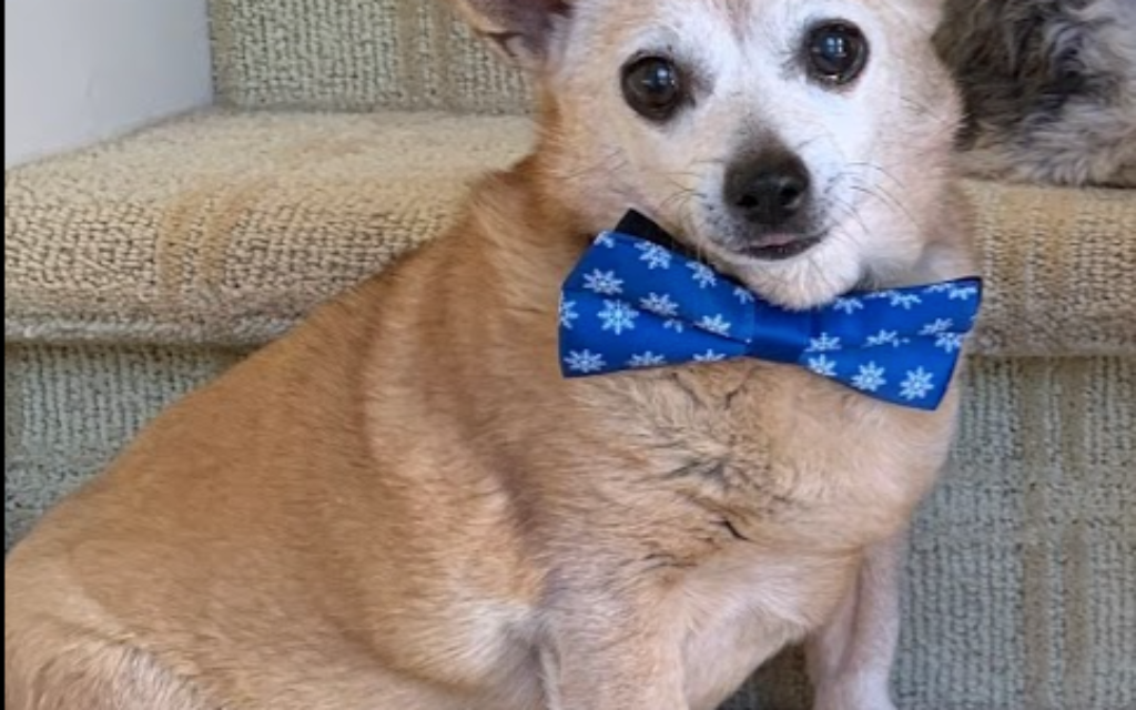 Honey - Rachel Cohen's 16-year-old Chihuahua mix.