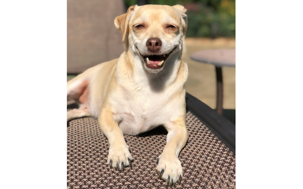 Lil' Jack - Rachel Cohen's 11 to 12-year-old Chihuahua Mix.