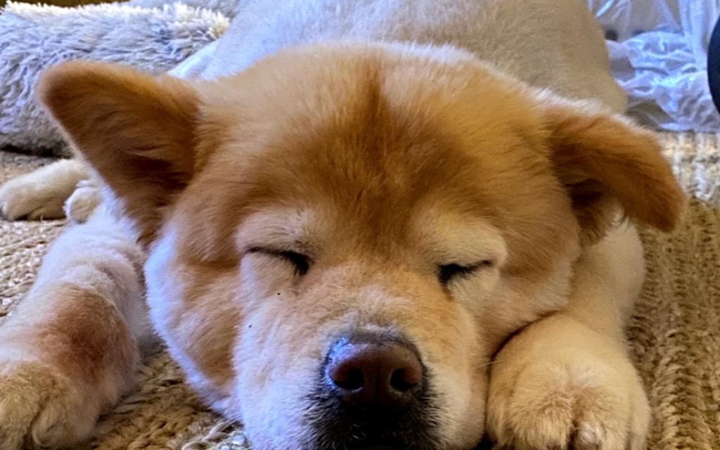 Marley - Rachel Cohen's 16-year-old Chow Mix.