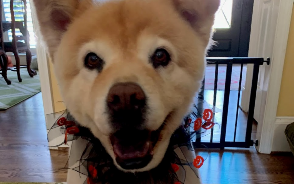 Marley - Rachel Cohen's 16-year-old Chow Mix.