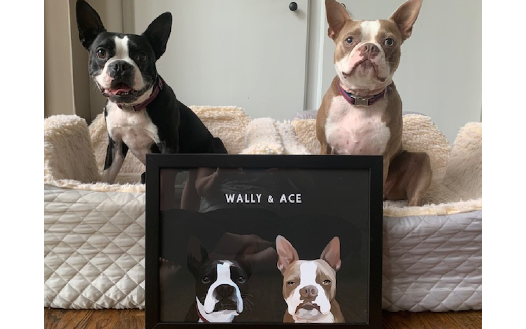 Wally and Ace - Susan and William Sheilds'4 and 7-year-old Boston Terrier.