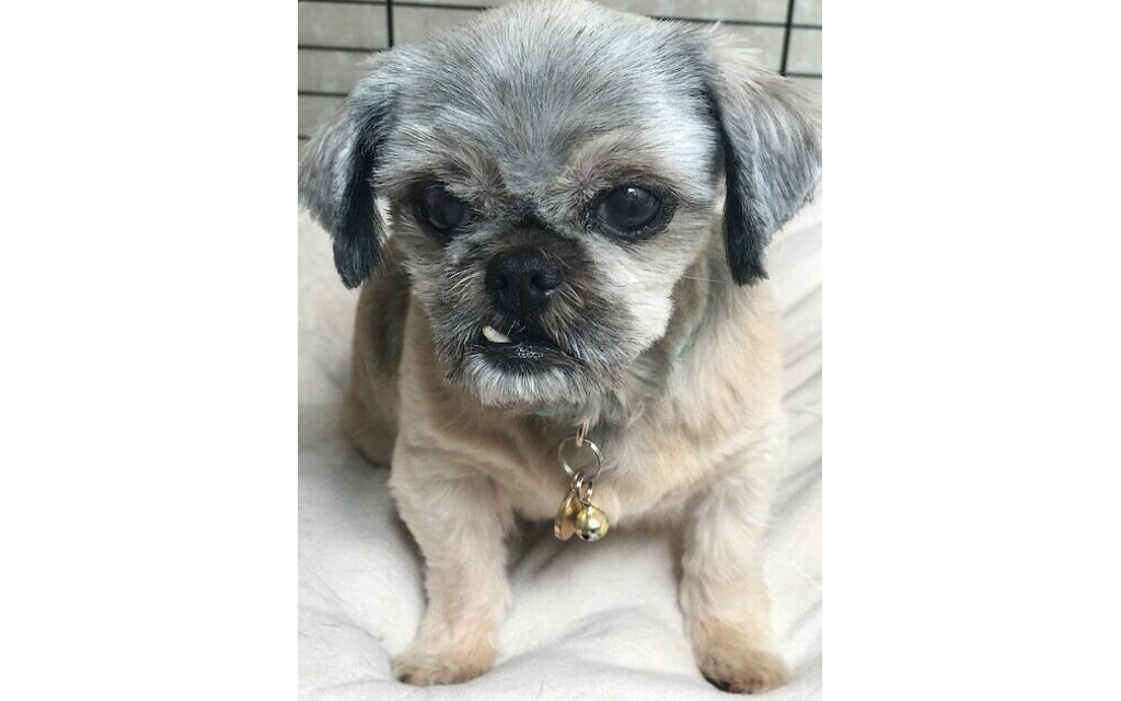 Mia - Judy Goldstein's 15-year-old Brussels Griffon Mix.