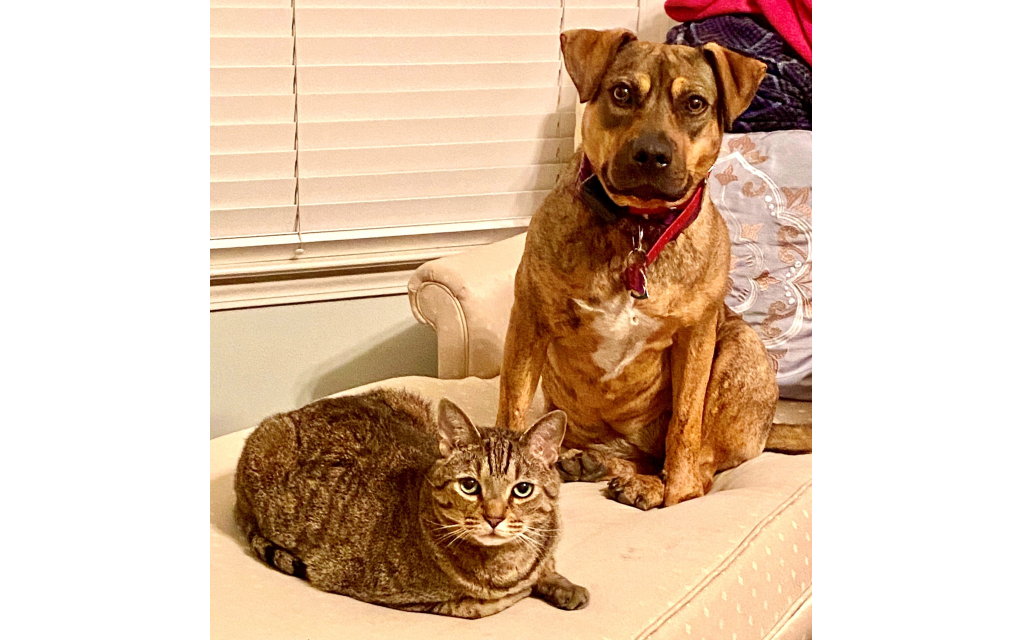 Jasmine and Apollo - Audrey Helfman's Brindle Mountain Cur Mix and Cat.