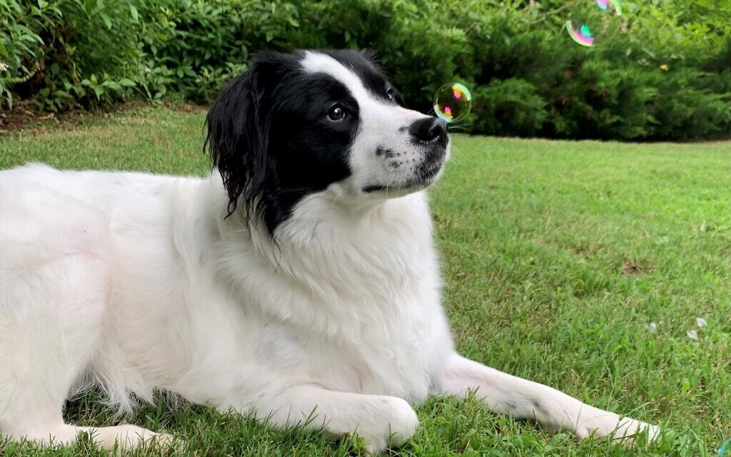 Chance - Stacy Alexander Morris' 2.5-year-old Border Collie Mix.