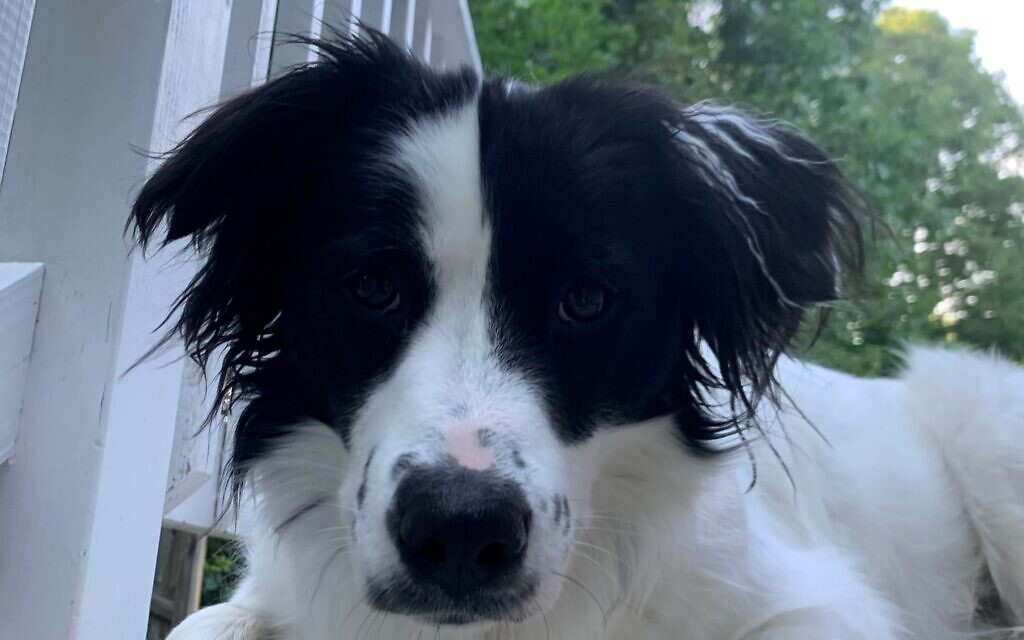 Chance - Stacy Alexander Morris' 2.5-year-old Border Collie Mix.