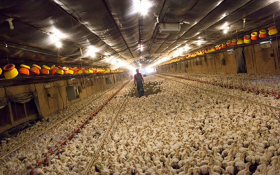 Here shows a chicken farm where chickens are given no space to move and minimal natural light. Forcing chicken to be this close to each other results in chickens living next to sick or dead chickens for long periods of time.