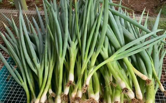 Harvested green onions.