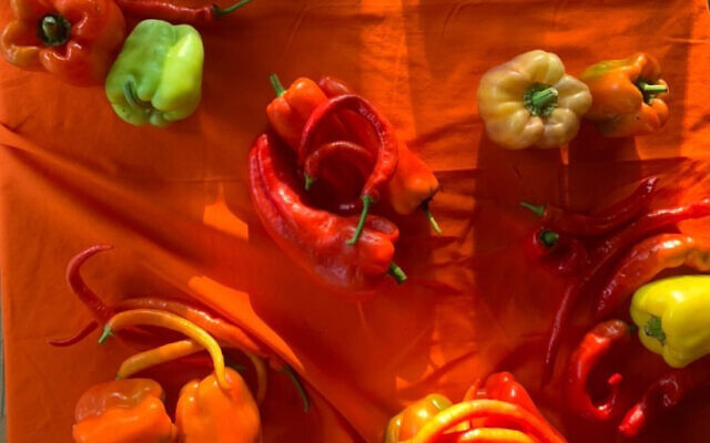 Peppers of all colors, shapes and sizes.
