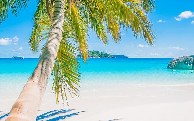 Beautiful coconut palm tree on tropical beach and sea