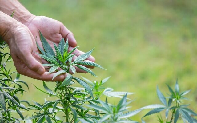 CBD Concept. Marijuana leaves in the hands of men on natural backgrounds.