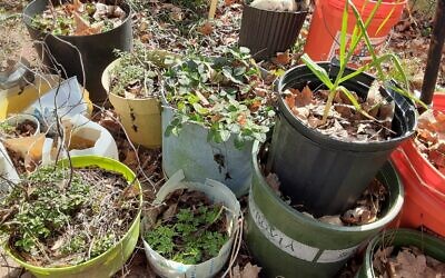Spontaneous shoots in Blimi Lindenblatt’s compost pots.
