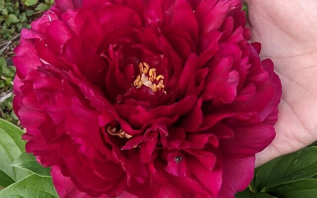 Magnificent peonies are the flower of choice for Siegel’s cut-flower business.
