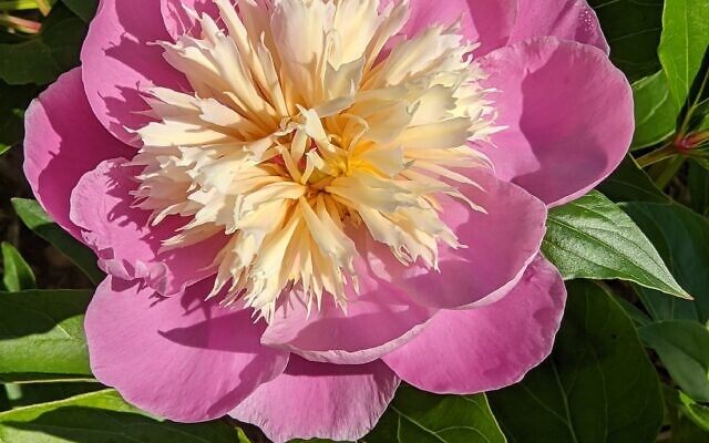Siegel grows a large variety of peony.