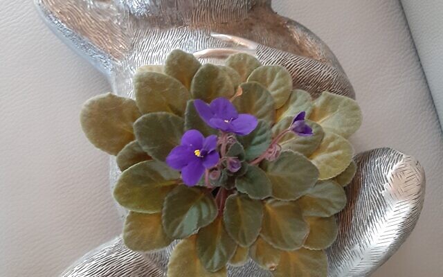 A metal frog reclines while holding African violets.