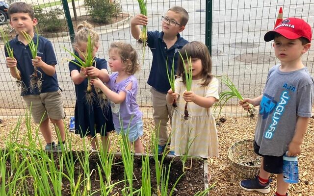 Though it’s only about 21,000 square feet, Congregation Ohr HaTorah’s GrowTorah garden is teeming with herbs, vegetables, fruit trees and Torah lessons.