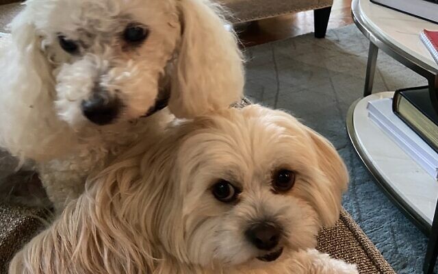 Benny and Sophie | 14- and 3-year-old Toy Poodle and Shih Tzu | Stacey Levy of | Sandy Springs | We adopted Benny during COVID and despite their huge age difference, he brought out the puppy in Sophie!