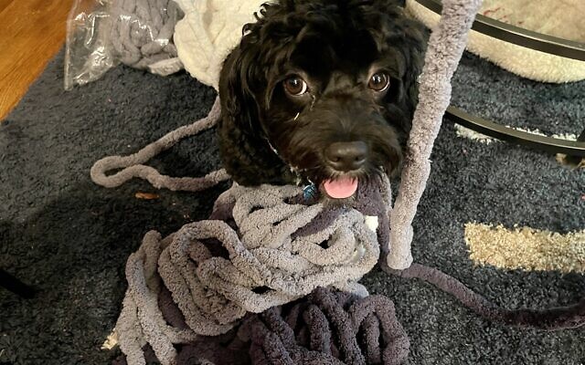 Bentley | 1-year-old Cavapoo | Cathy Manne of Sandy Springs | He’s a good digger, a good eater of all Jewish food leftovers (and the cat's food) and Birdie's wrestling buddy.