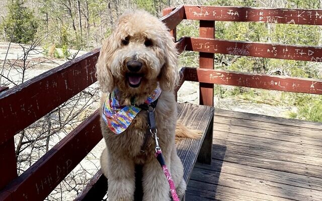 Boba | 4-year-old Goldendoodle | Lauren Olens of Chamblee | A giant lap dog who loves cuddling, playing fetch and doing anything for a treat.