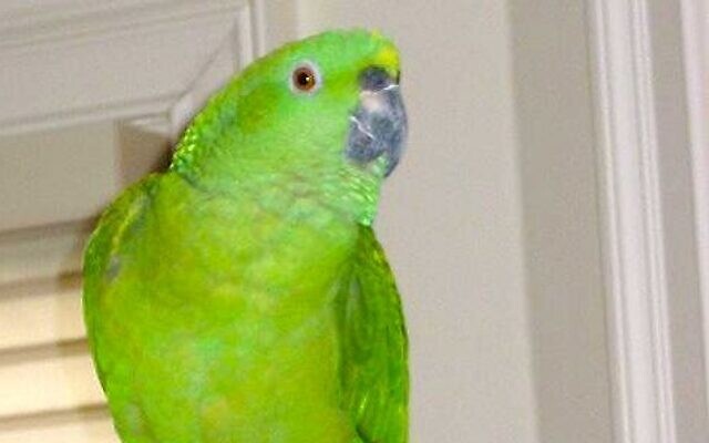 George | 37-year-old Yellow Naped Amazon Parrot | Bea Grossman of
Historic Norcross | He talks &  barks (pitch perfect dog imitation). He can predict rain. He loves pizza, spaghetti & challah.