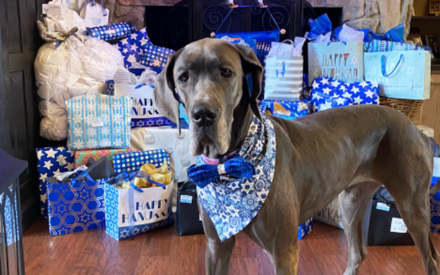 1st Place | Gracie Jane | 3-year-old Great Dane | Richard and Monica Maslia of Buckhead | Gracie Jane recently was named a “top model” for a small business out of Ontario, California where she models collars, necklaces, clothes and matching mom/dog daughter clothes!