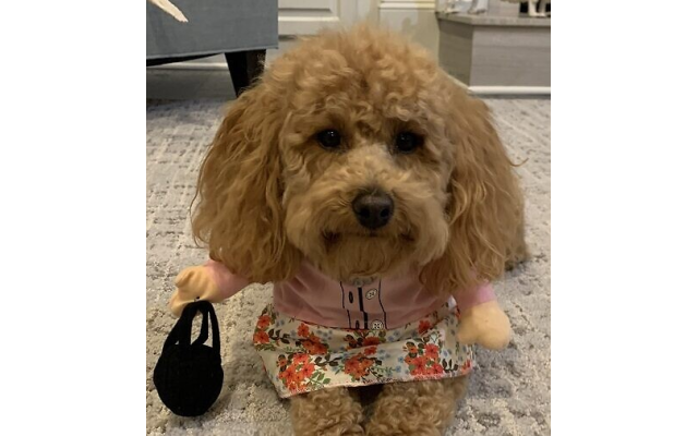 Lexi Lulu | 2-year-old Schnoodle | Stacey Davis of Dunwoody | Lexi loves the Jewish Holidays because she gets to eat all of the brisket and noodle kugle that falls from the table!