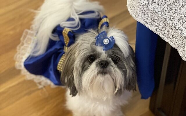 Lovely Lilly | 2-year-old Imperial Shih Tzu
 | Kaylene Ladinsky Managing Publisher 
and Editor | She is loved by all that meet her. Sweet, kind and very cuddly. Lilly is 6.2 lbs. and she loves to travel, watch movies and play with her sister Bella.