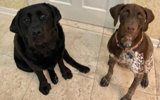 Lily and Breaker | 15-month-old German shorthair pointer and  4-year-old English Labrador Retriever  | Amy Rosenberg of Dunwoody | Lily can jump onto a table! Breaker can stand on his hind legs and beg for a treat.