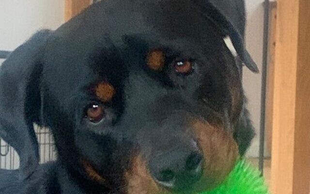 Marley | 3-year-old Rottweiler | Lesli Greenberg of Sandy Springs | Marley is the epitome of “cool.” Looks like he’s going to eat you but will lick you to death.