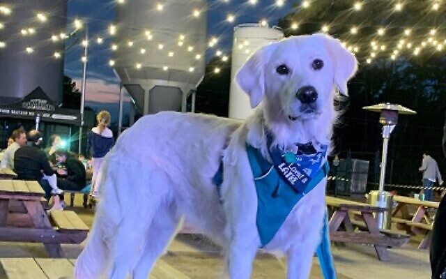3rd Place | Minnie | 2-year-old English Cream Golden Retriever  | Eric Ciavardini of Dunwoody | Minnie stole the show at her people’s wedding and loves visiting her Nanny and friends at The Jewish Tower.