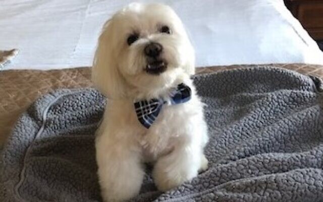 Teddy | 5-year-old Maltese | Joyce Banner of Brookhaven | A highly intelligent, sweet, playful, loyal and handsome pooch who knows he's the boss.
