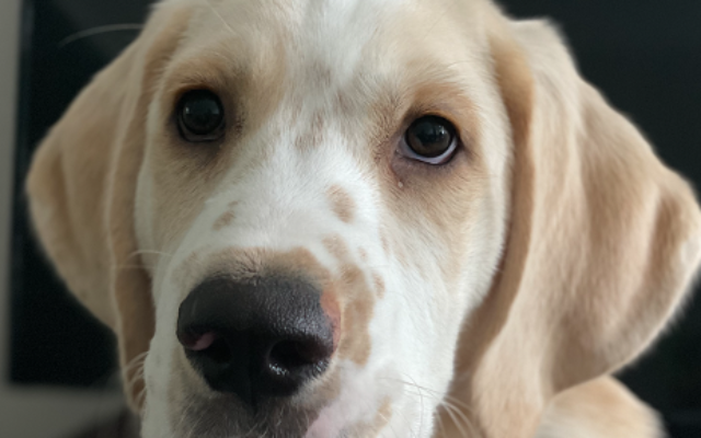 Wilbur | 1-year-old Lab and Great Pyrenees mix |  Malkie Fuchs of
Johns Creek | He is a goofy, cuddly and loving service dog in training. He loves visiting the Cohen Home!