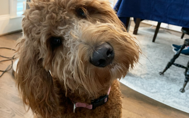 Wrigley | 2-year-old Goldendoodle | Marla Gold of | Sandy Springs | Wrigley loves chasing balls, swimming in the pool and going on long walks.