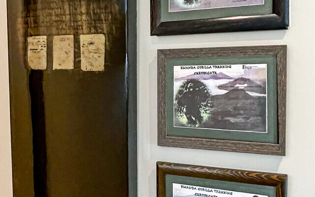 Truffelman is on the board of Dian Fossey’s Gorilla Foundation. Here are original pages from the latter’s diary and certificates of Joanne’s treks to Rwanda with that organization.