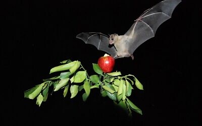 A new Tel Aviv University study rejects assertions that the origin of the COVID-19 outbreak is in bats.