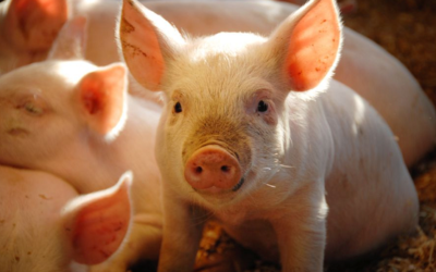The anatomy and physiology of pigs strongly resembles that of humans.