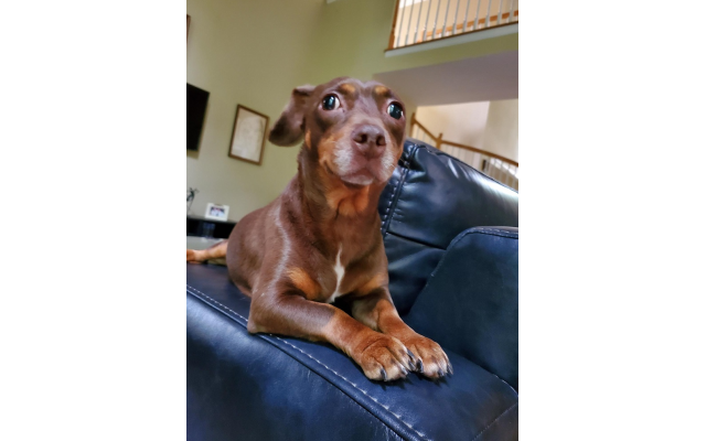 Cookie Bonell, 7-year-old Terrier Dachshund