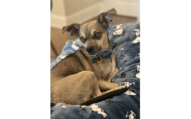 Archie Miller, 3-year-old Chihuahua mix